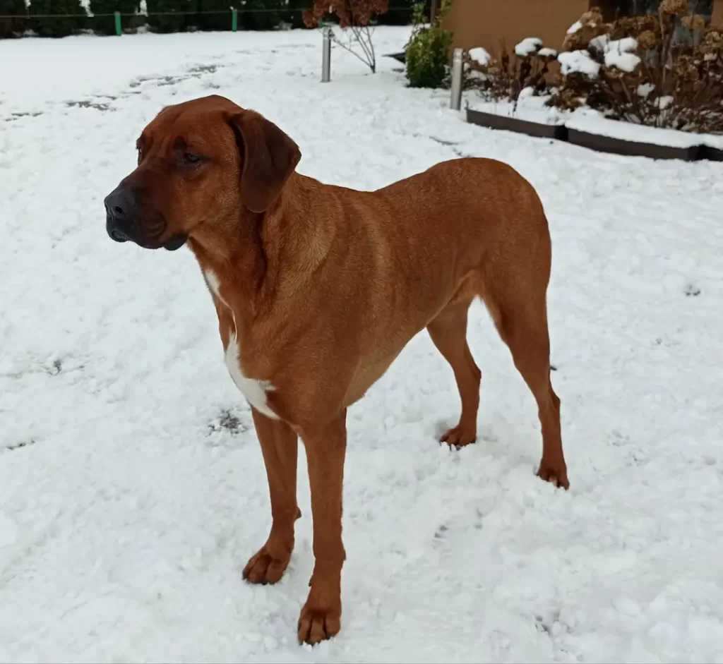 Img 17 1705001339423