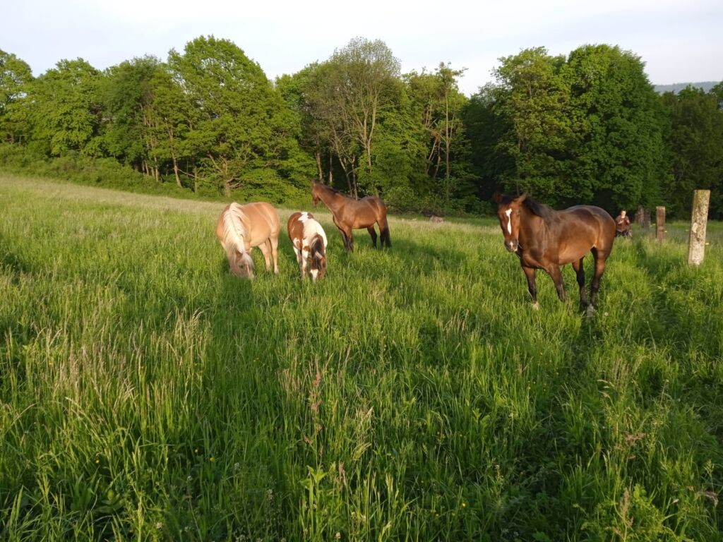 Img 20250206 Wa0008 1