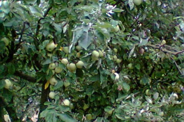 Údržba zahrádek,ČR.