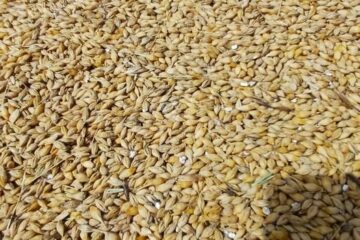 Prodám krmný ječmen