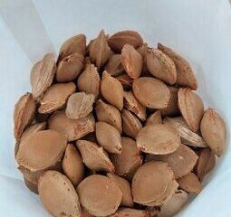 PECKY Z MERUNĚK SUŠENÉ NELOUPANÉ