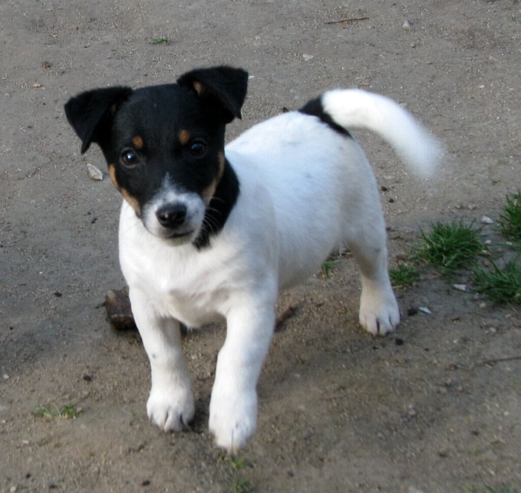 Bazar, nabídka, prodej, nabízím, prodám roztomilé štěně Jack Russell.