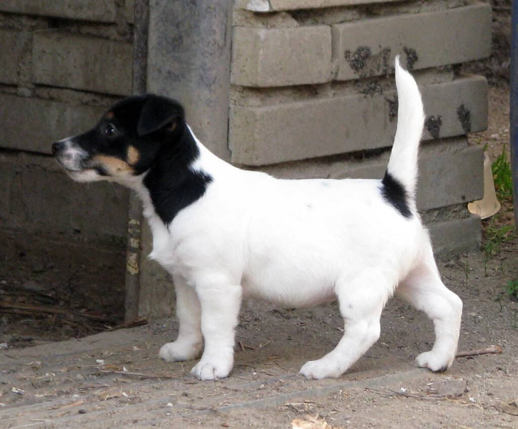 Bazar nabídka prodej, nabízím roztomilé štěně Jack Russell k prodeji.