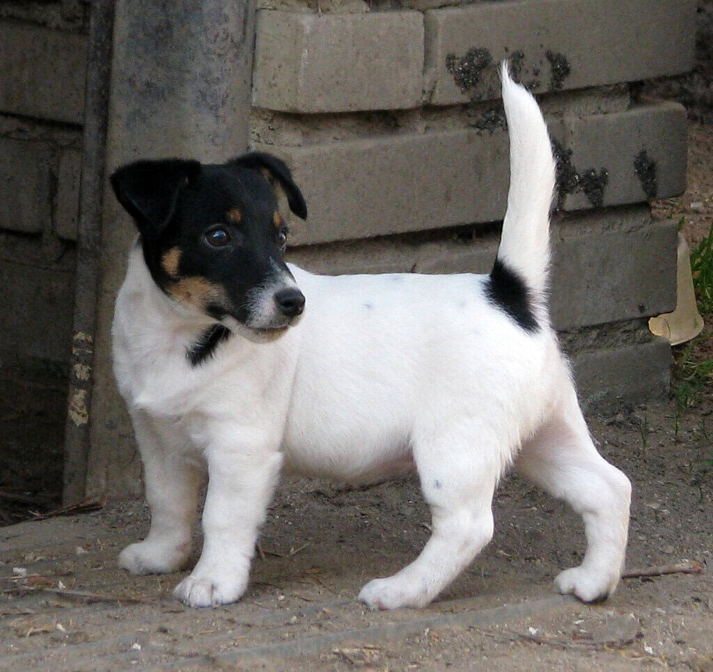 Bazar, nabídka, prodej, nabízím, prodám roztomilého štěněte Jack Russell teriéra.