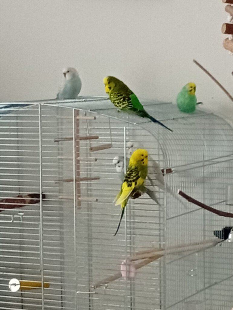 Bazar, nabídka, prodej, nabízím, prodám - papoušci v kleci.