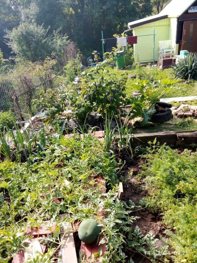 Nabízím zahradní bazar s ovocem a zeleninou, prodej, nabídka, prodám.