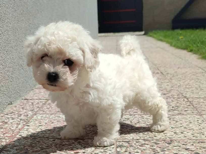 Roztomilý bílý pejsek na zahradě, ideální pro rodiny a milovníky psů.