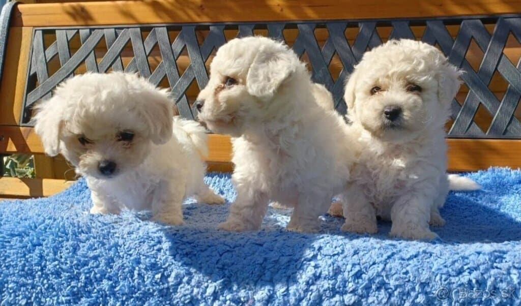 Tři bílá štěňata pudla na modré dece, ideální mazlíčci pro rodinu.