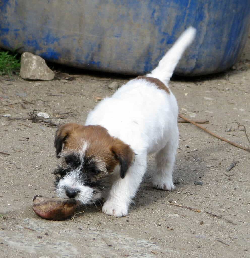 Nabízím roztomilé štěně na prodej v bazaru, ideální pro milovníky psů.