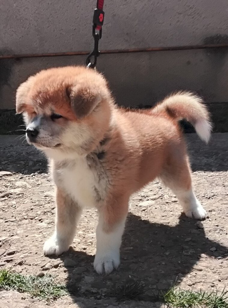 Bazar, nabídka, prodej, nabízím, prodám štěně.