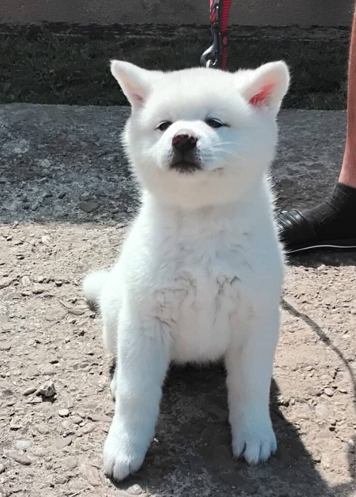 Bazar, nabídka, prodej, nabízím, prodám roztomilé štěně samojeda.