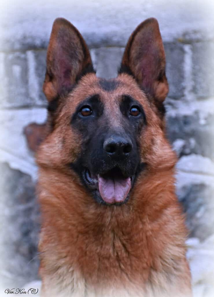 Bazar, nabídka, prodej, nabízím, prodám psa na bazaru.