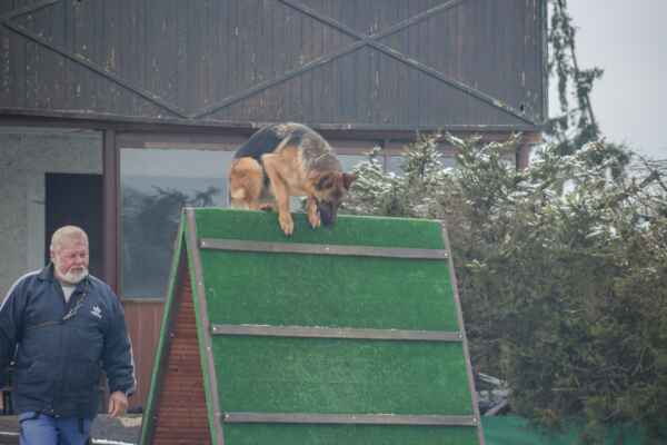 Pes skáče přes agility překážku, nabídka prodeje psího vybavení.