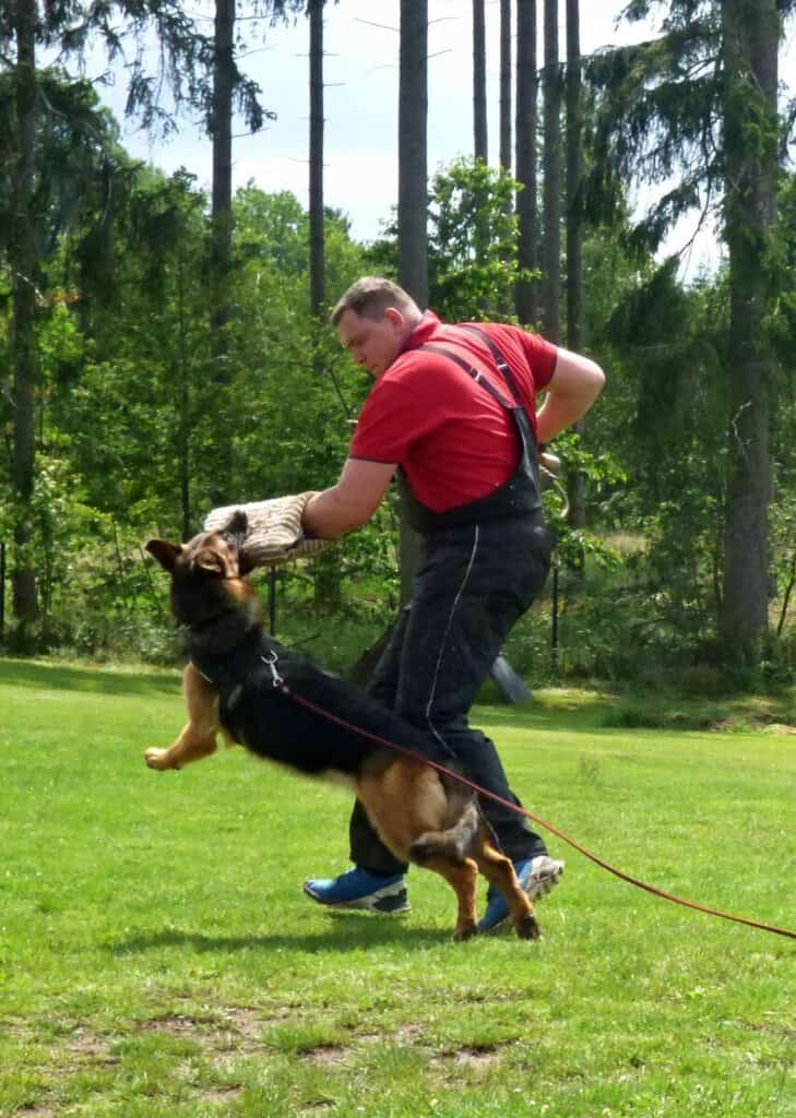Nabízím výcvik psa, prodej služeb, bazar, nabídka, prodám.