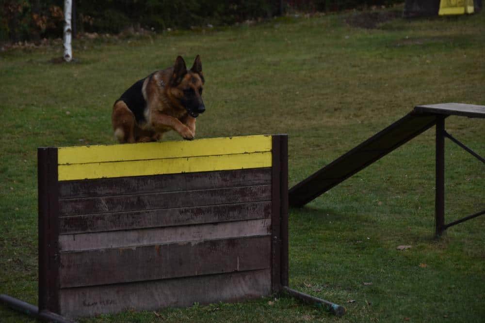 Bazar nabídka prodej, nabízím skok přes překážku pro psy.
