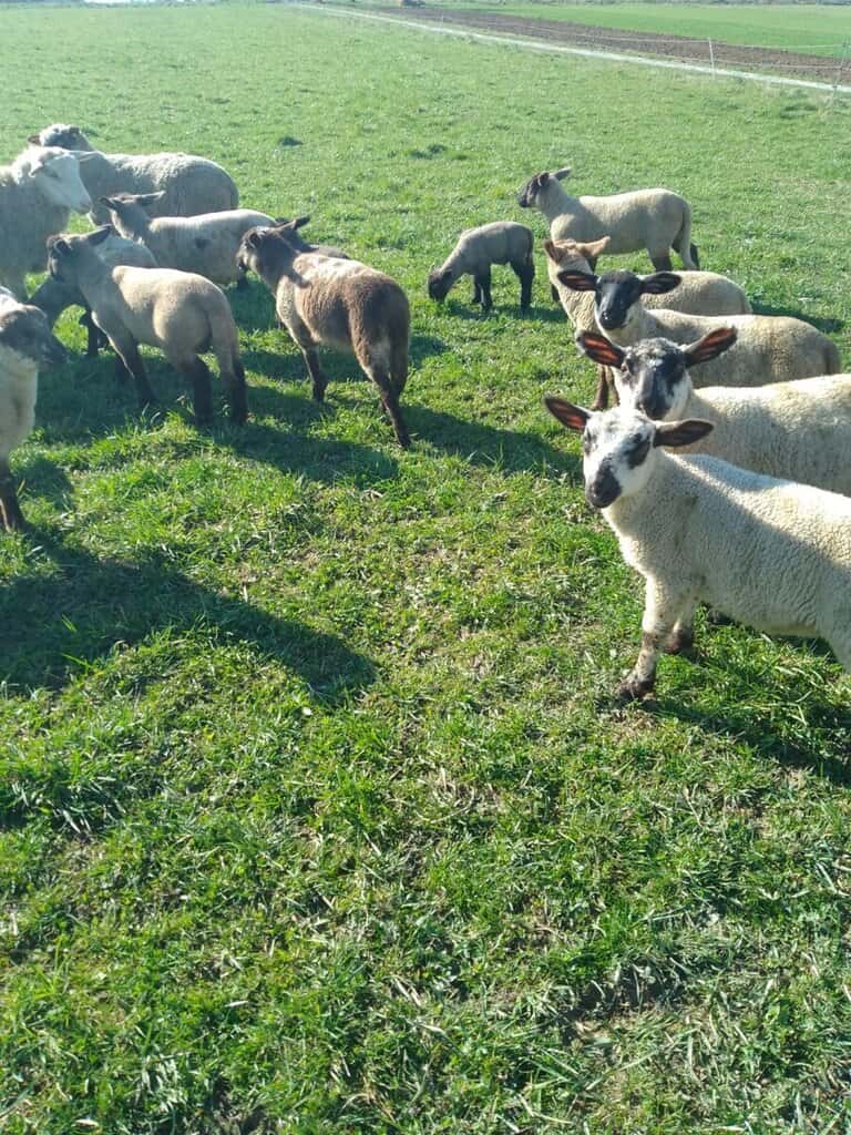 Ovečky a koza na zelené louce, pasení na farmě.