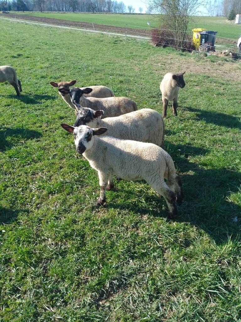 Ovečky pasou na zelené louce za slunečného dne.
