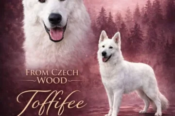 prodám štěňata BŠO s PP