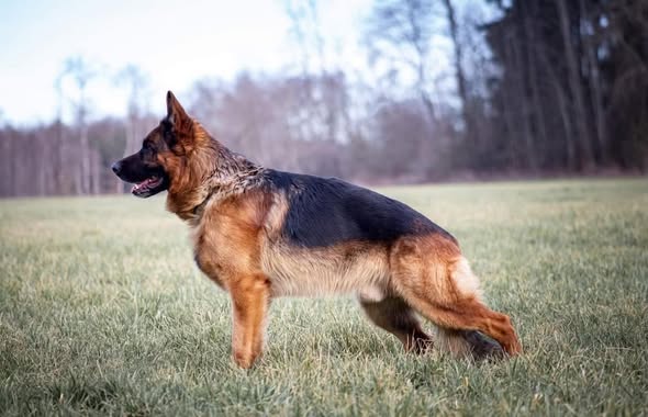 Bazar, nabídka, prodej, nabízím, prodám psa na prodej.