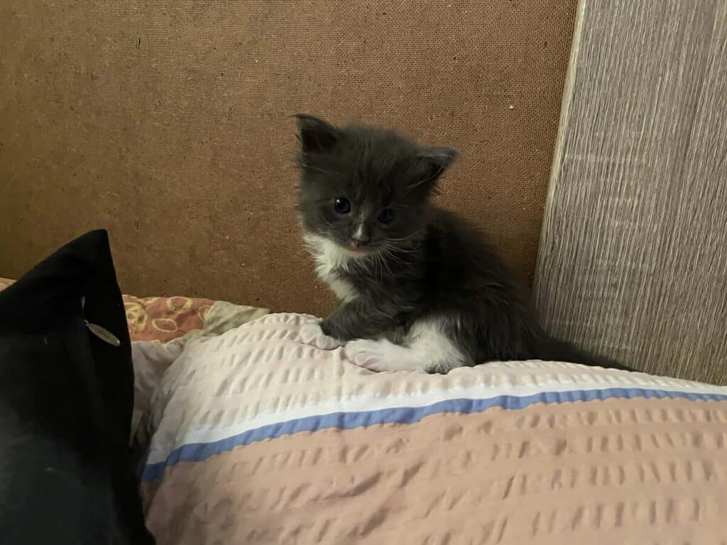 Bazar, nabídka, prodej, nabízím, prodám roztomilé koťátko na bazaru.
